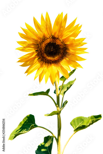 isolated lush sunflower