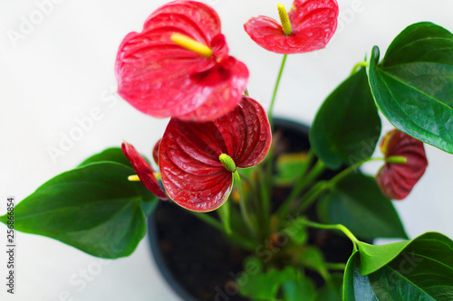 Anthurium flower in a classic interior. Selective focus.