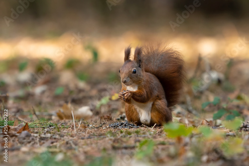 Red squirrel