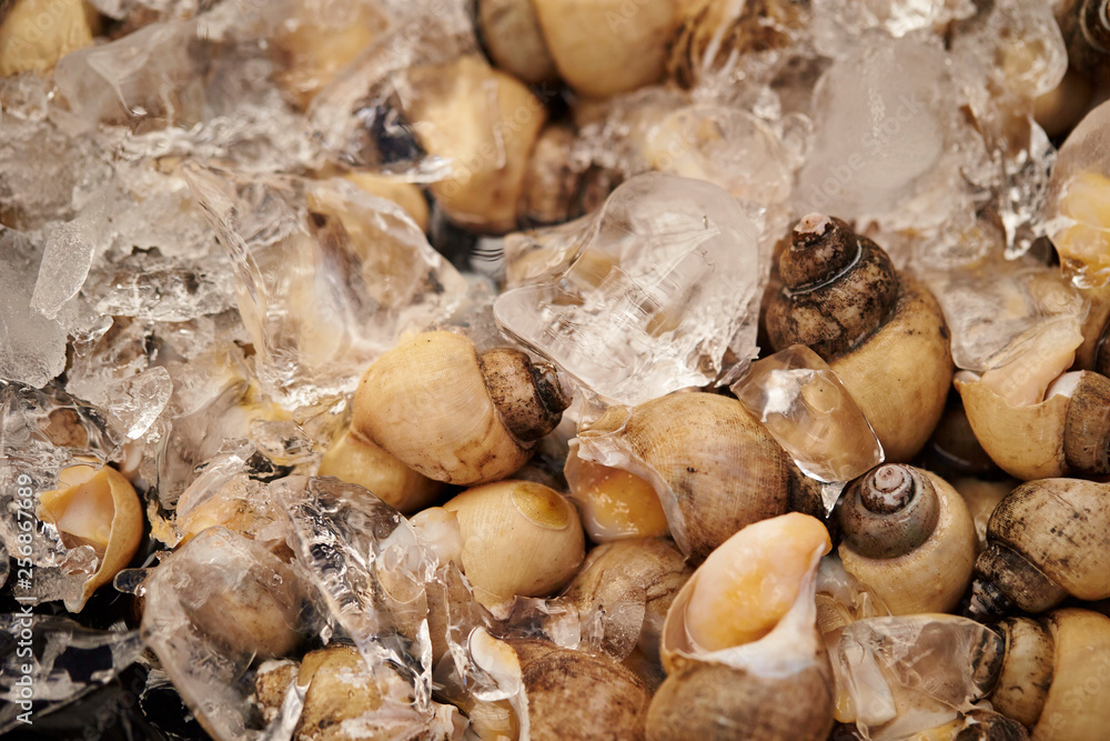 Whelk shellfish at market 