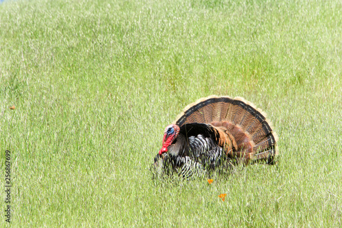 Male turkey walking through a grassy hillside field  in Northern California. Wild turkeys. photo