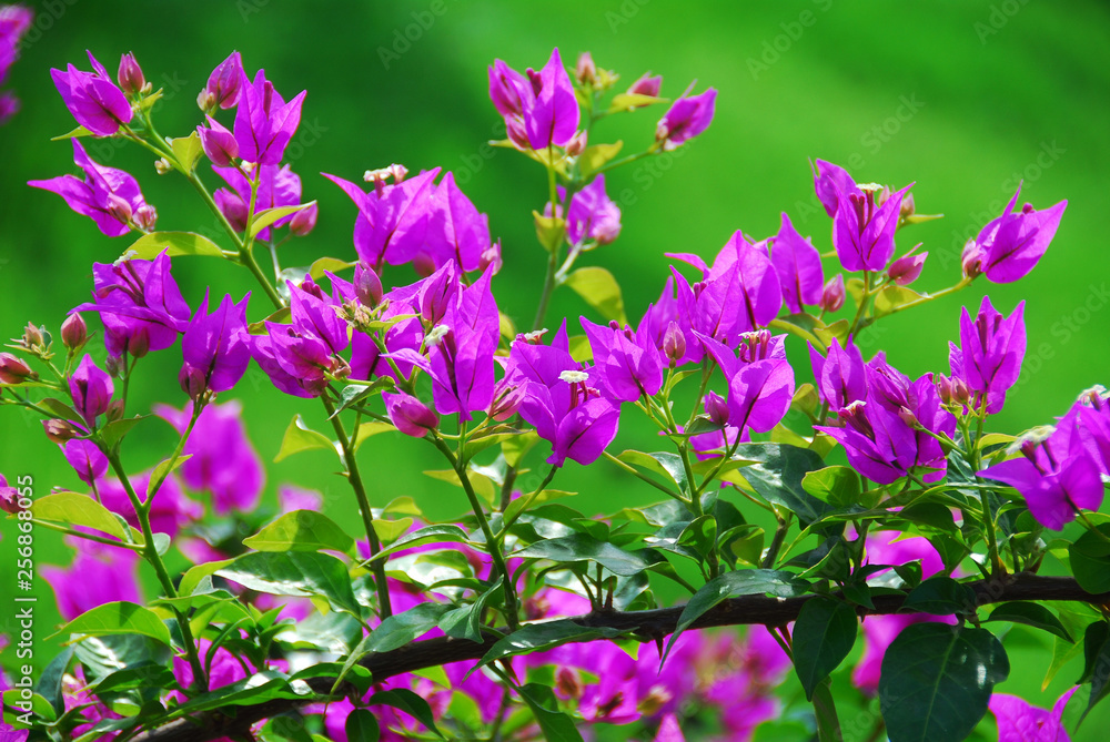 Fototapeta premium Bright purple flowers on a green background