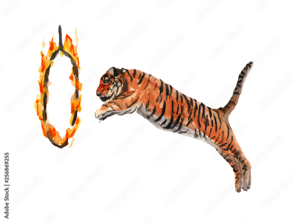 Circus tiger jumps through a ring of fire. Watercolor illustration on white  Stock Illustration | Adobe Stock