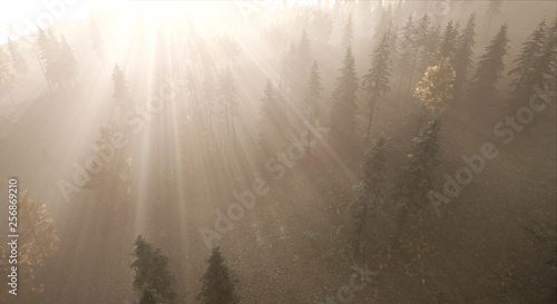 Landscape - View of a forest at night with stars in the sky