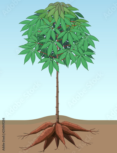 Vector illustration cassava plants with large bulbs.
