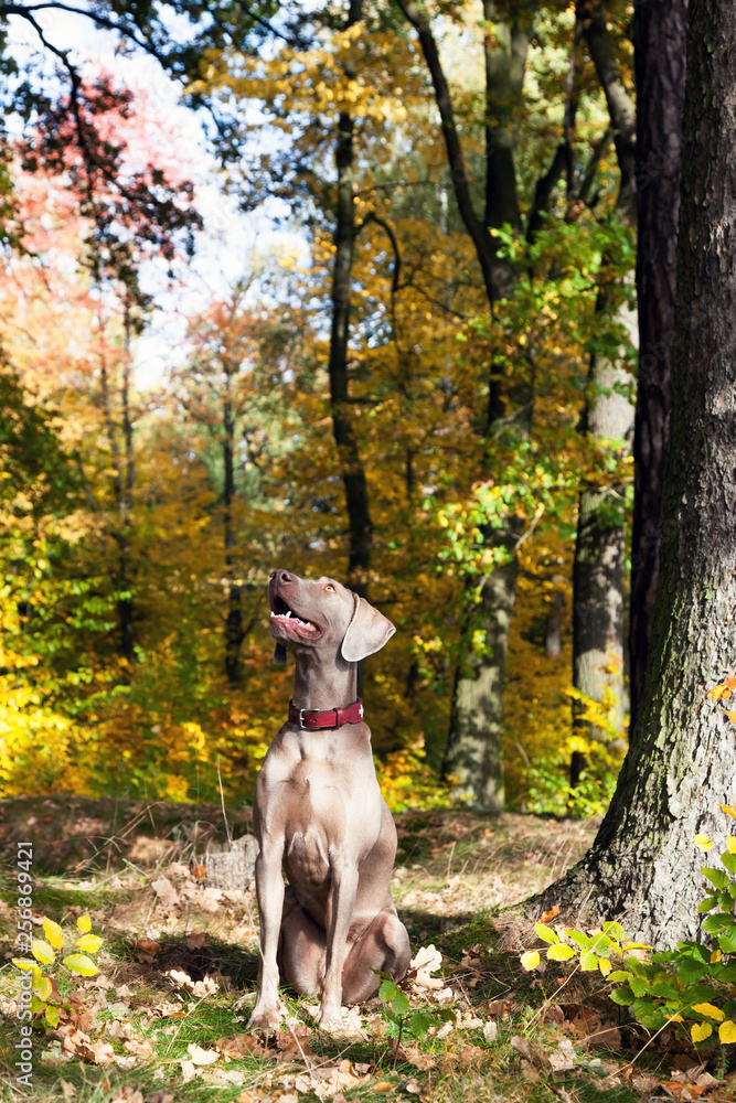 Portrait von einem Weimaraner Jagdhund Portrait von einem Weimaraner Jagdhund