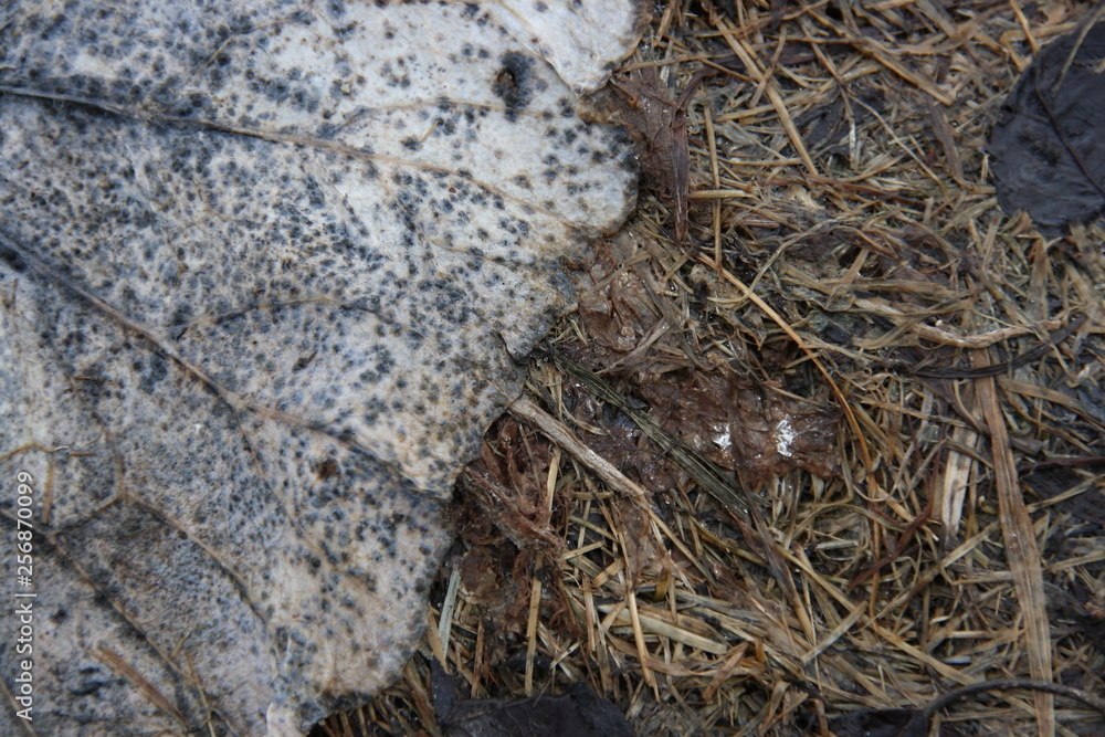 cabbage, compost, rotten, nature, organic, closeup, grass, natural, heap, apples, decay, putrefaction, background, outdoor, close-up, environment, autumn, seasonal, farm, vegetables, waste, scrap, fru