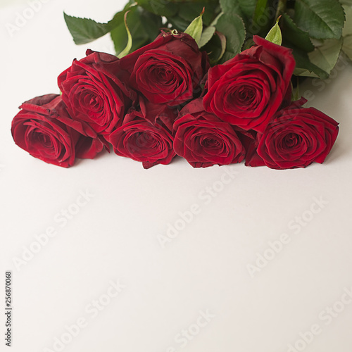 red bright roses on a white square background isolate