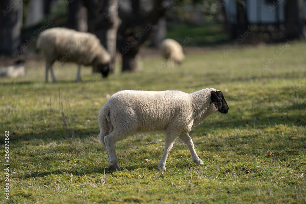 Obraz premium Junges Schaf auf der Wiese