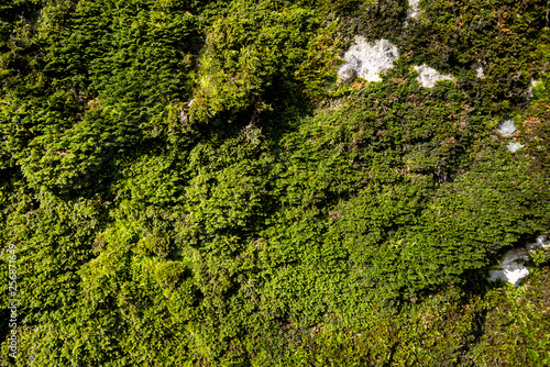 Green moss, grunge texture, background in forest © Михаил Кузнецов