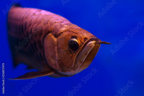 Red Arowana the Asian dragon fish (Scleropages formosus) is found in northern Sumatra, Indonesia