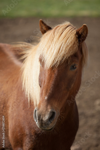 Portrait of cute red sorrel Icelandic horse with a fringe and a mane of blond color.