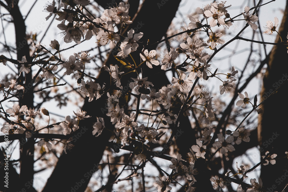 Hummel, Biene, Wespe, Insekt, Polen, Blüten, Frühling, Weiß, Kirschblüten, Sommer, Macro, Ast Hummel, Biene, Wespe, Insekt, Polen, Blüten, Frühling, Weiß, Kirschblüten, Sommer, Macro, Ast