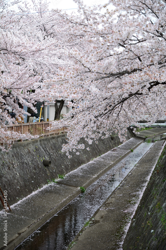 Fototapeta premium 桜
