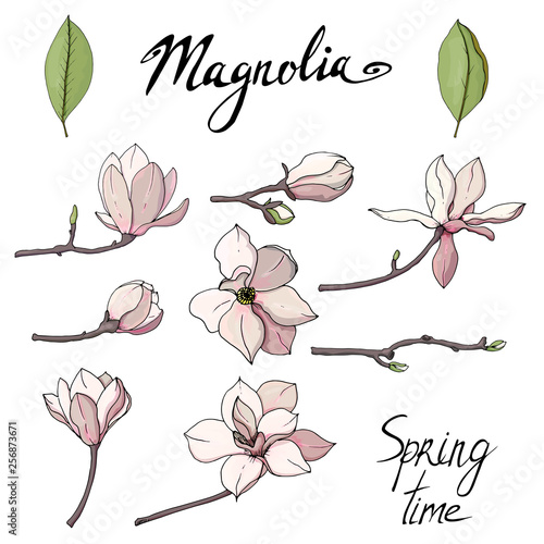 Set of isolated magnolia. Magnolia flower set. Objects isolated on white background. 