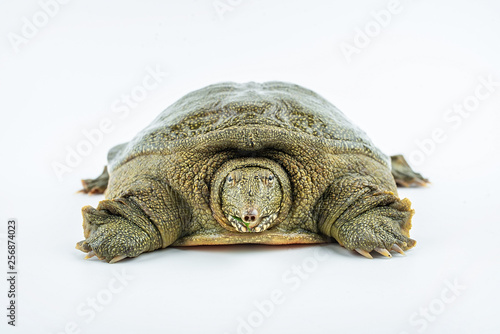 Closeup of a fresh and raw turtle head photo