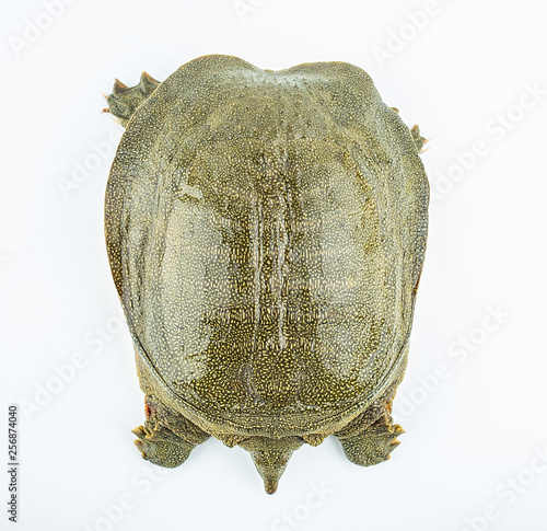 Closeup of a fresh and raw turtle head photo