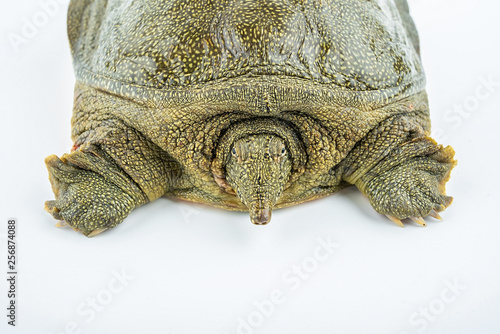 Closeup of a fresh and raw turtle head photo