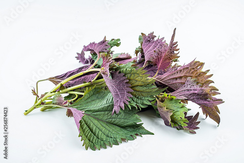 Fresh basil leaves on white background photo