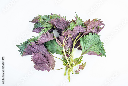 Fresh basil leaves on white background photo