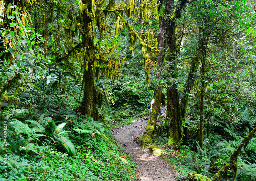 Hiking trail in green summer forest Hiking trail in green summer forest