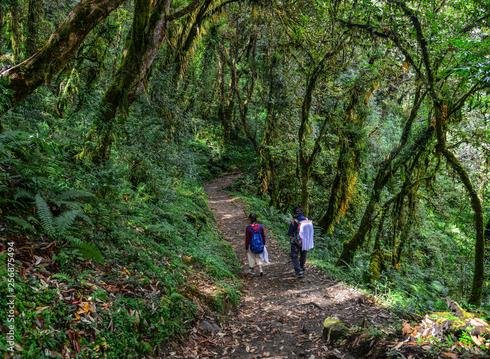 People trekking in a forest People trekking in a forest
