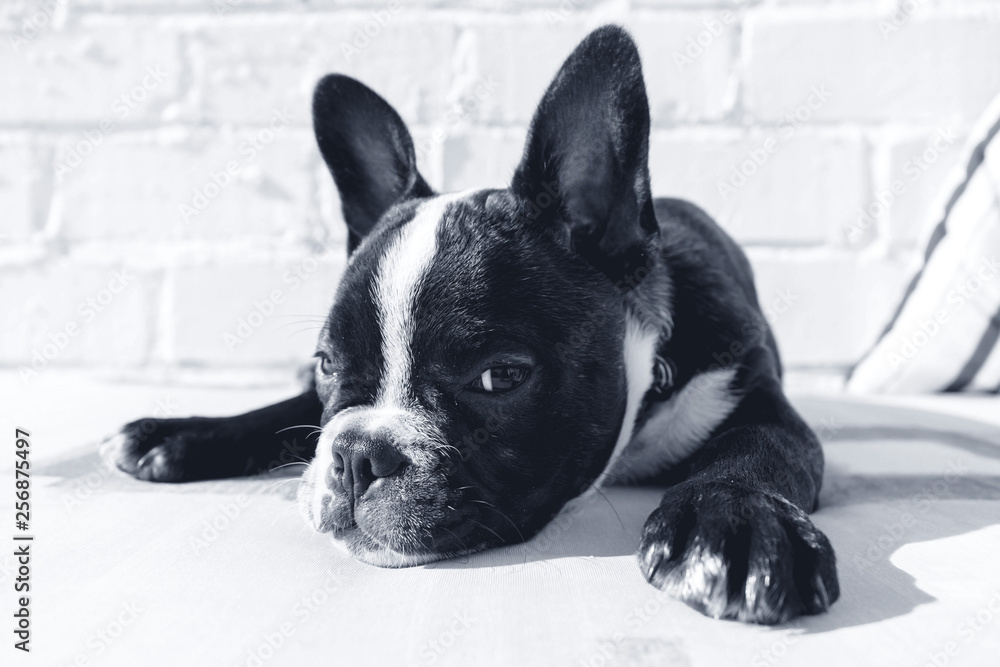 Frenc Bulldog looking at the camera Frenc Bulldog looking at the camera