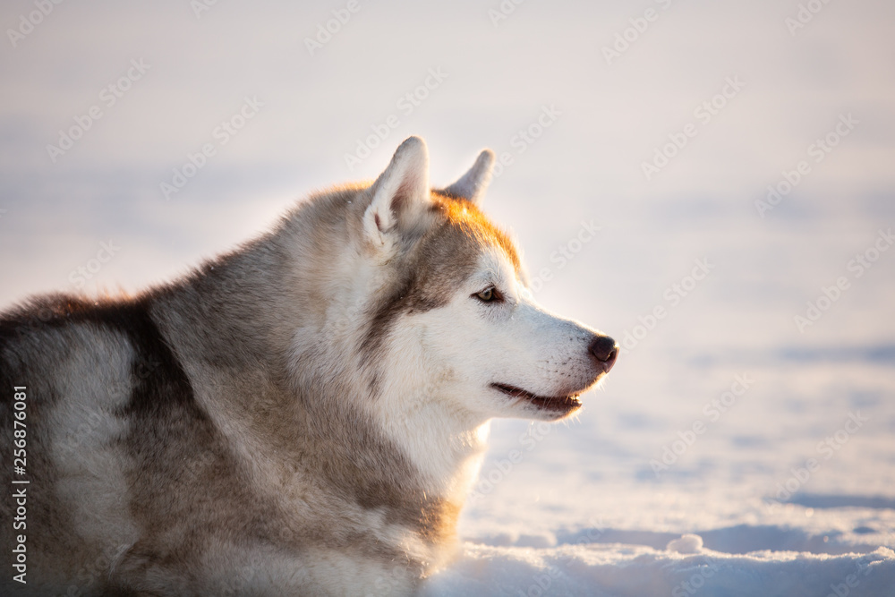 Gorgeous, free and happy siberian Husky dog sitting on the snow in winter forest at sunset