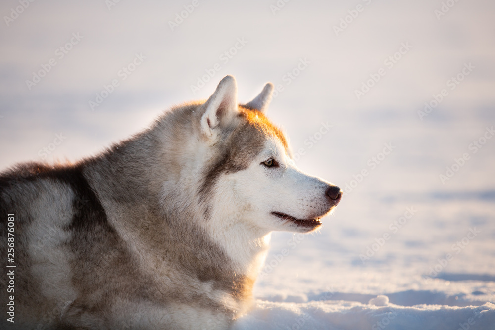 Gorgeous, free and happy siberian Husky dog sitting on the snow in winter forest at sunset Gorgeous, free and happy siberian Husky dog sitting on the snow in winter forest at sunset