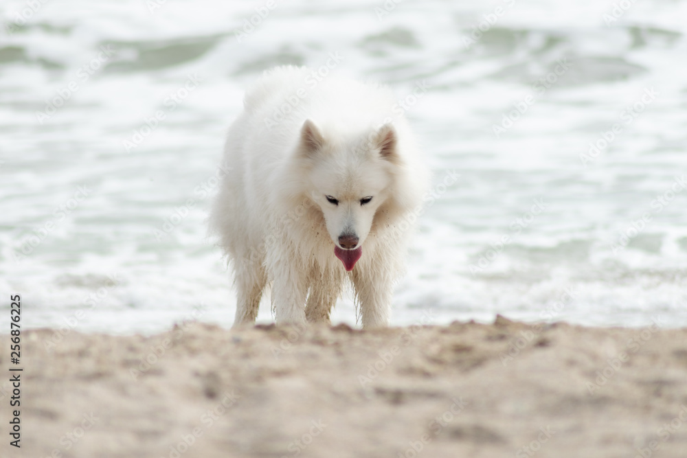 Beautiful Samoyed dog have fun on a beach. Domestic purebred dog is walking at seashore Beautiful Samoyed dog have fun on a beach. Domestic purebred dog is walking at seashore