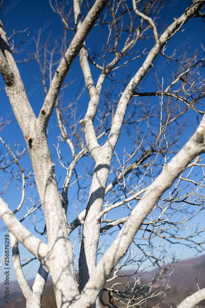 Tree painted in white as protection, gardening Tree painted in white as protection, gardening