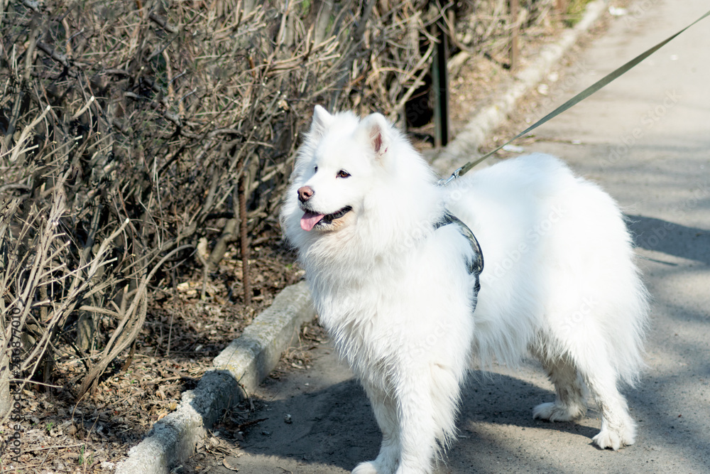 Fototapeta premium Beautiful Samoyed dog against the branches. Domestic purebred dog is walking 