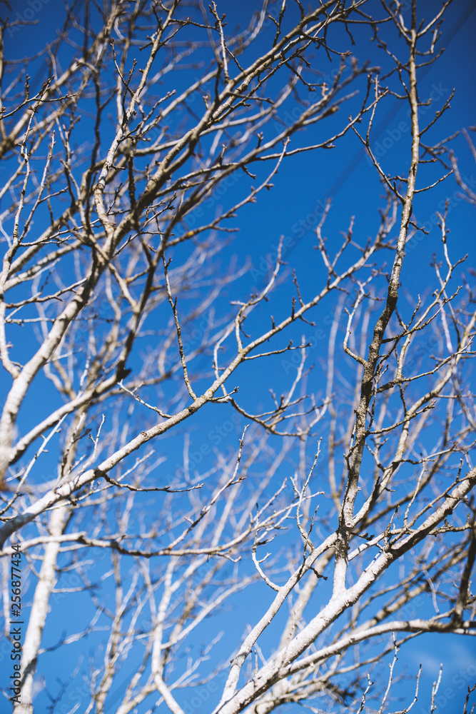 Tree painted in white as protection, gardening,spring time Tree painted in white as protection, gardening,spring time