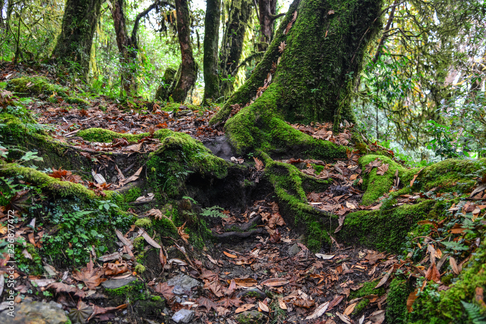 Hiking trail in green summer forest Hiking trail in green summer forest