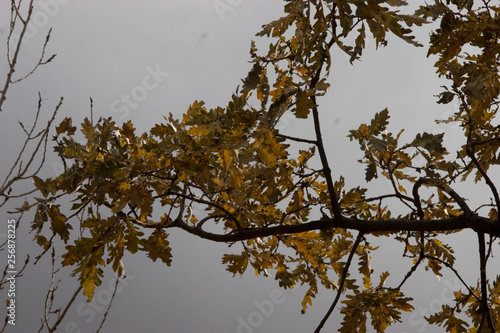 Autumn Oak