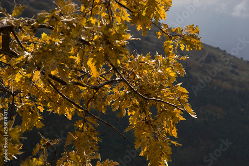 Autumn Oak #2
