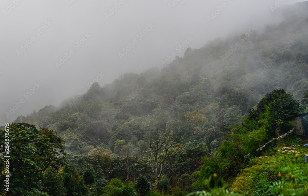 Forest on mountain of Annapurna Massif