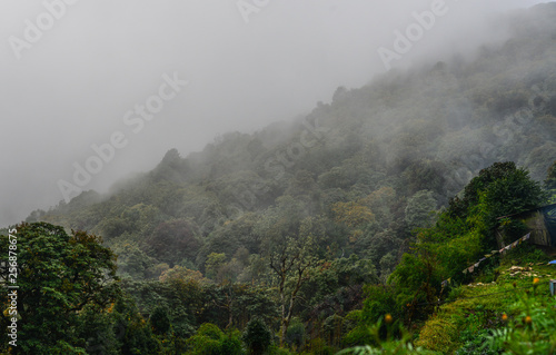 Forest on mountain of Annapurna Massif