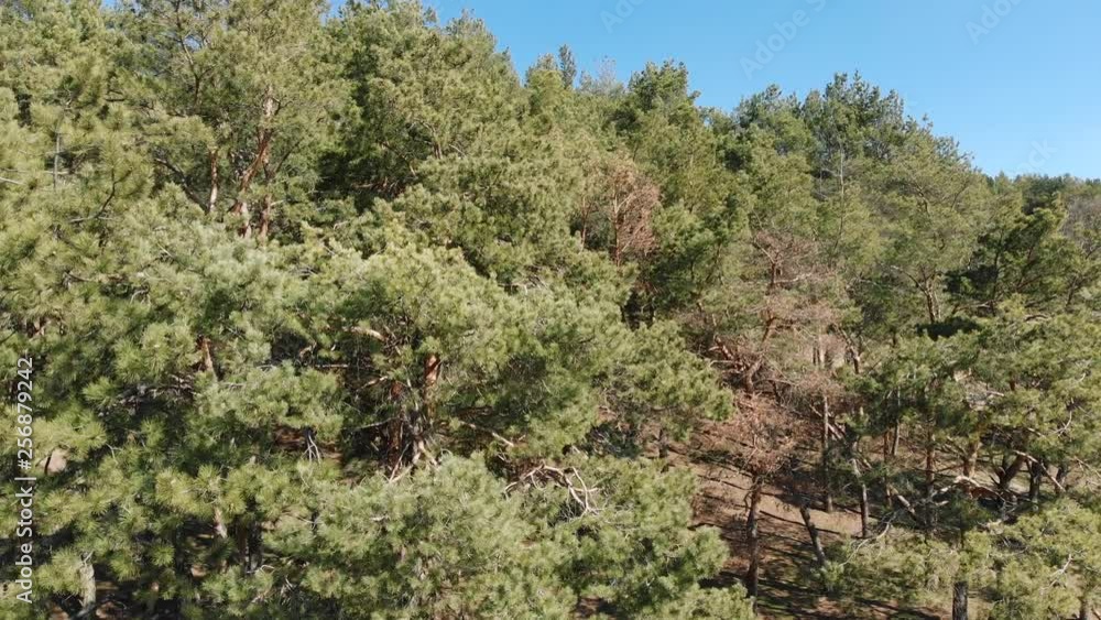 Drone from height takes on camera thick green pine trees Drone from height takes on camera thick green pine trees