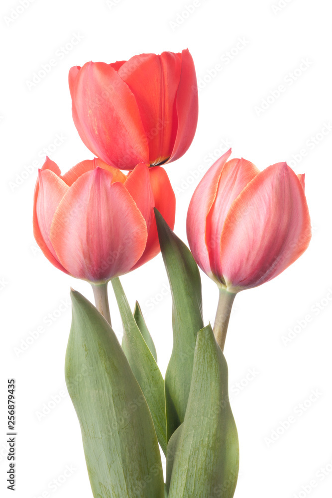 Three tulips isolated on a white background Three tulips isolated on a white background