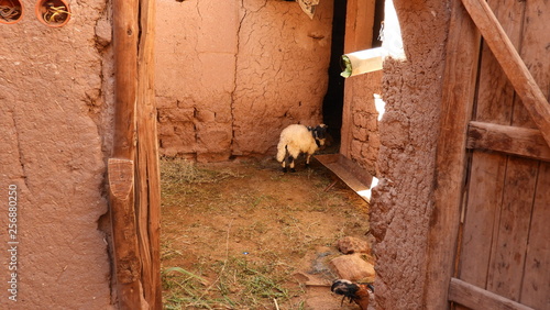 sheep in Kasbah, Aît Ben Haddou, Berber, Maroc