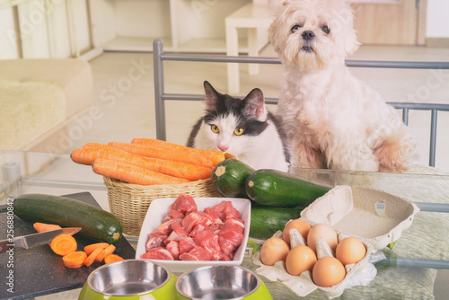 Fotografie Preparing natural food for pets