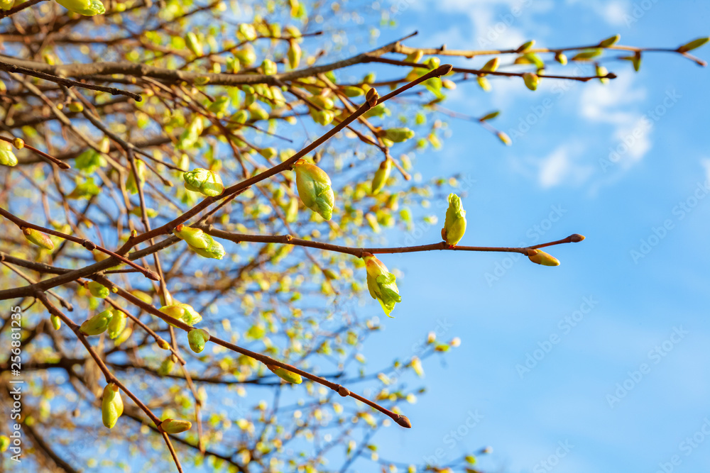 Blossoming linden tree branches in sunny weather day in park. Lime tree branches with flowering buds in spring time. Colorful background of close-up of tree leaves. Blossoming linden tree branches in sunny weather day in park. Lime tree branches with flowering buds in spring time. Colorful background of close-up of tree leaves.