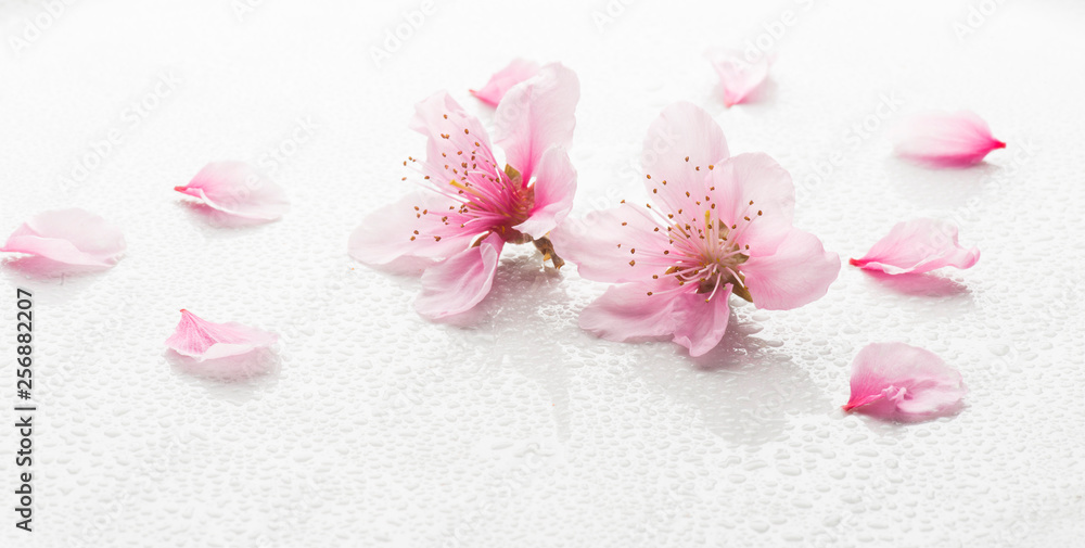 peach blossom on a white background with water drops peach blossom on a white background with water drops