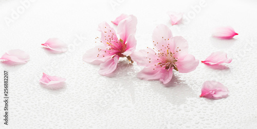 peach blossom on a white background with water drops