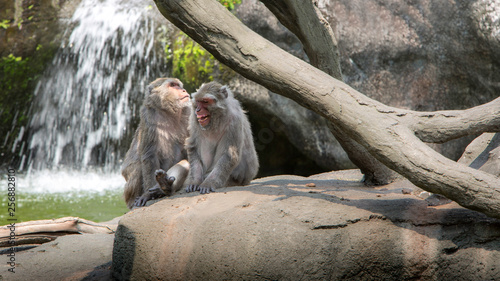 A funny scene of laughing monkeys. Two adults Formosan rock macaques. photo