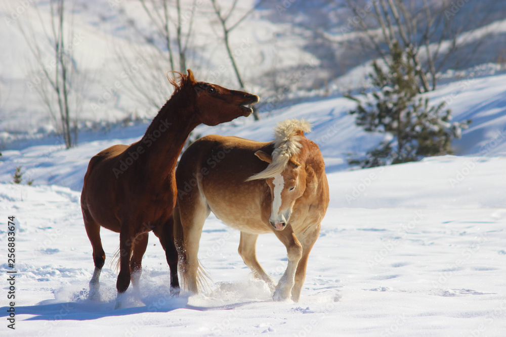 hierarchical games of horses in early spring on the snow in the mountains, Arabian thoroughbred horses and haflinger horses