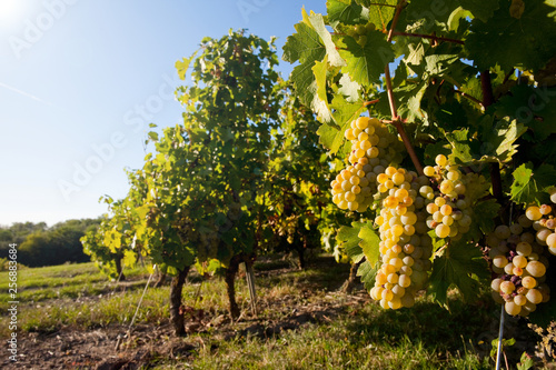 Raisin blanc dans un vignoble d'Anjou