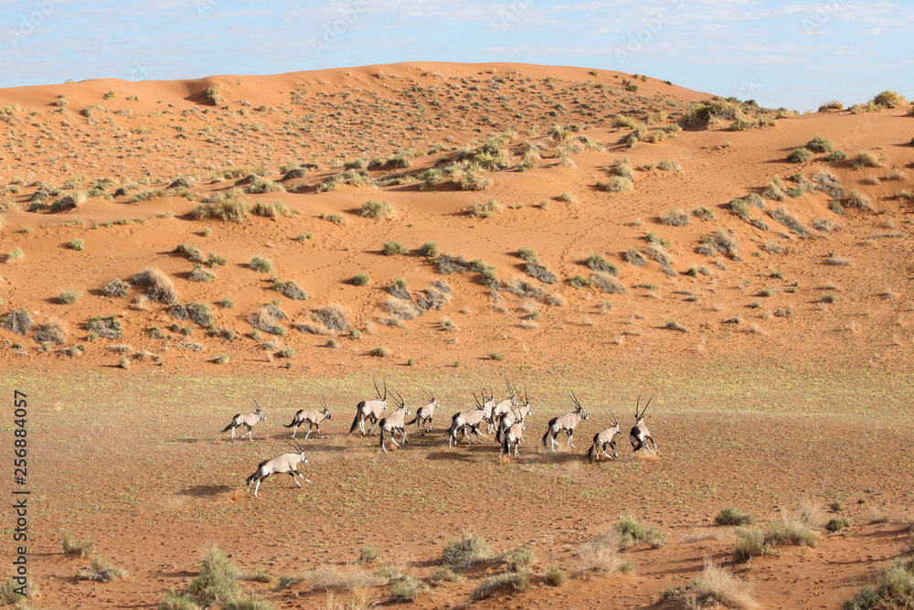 Herd of Oryx in the dunes of Sossusvlei, Namibia. Herd of Oryx in the dunes of Sossusvlei, Namibia.