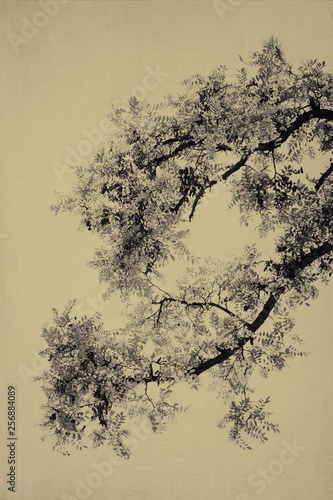 Tao. Branches of blooming acacia. Chinese retro style background. 
